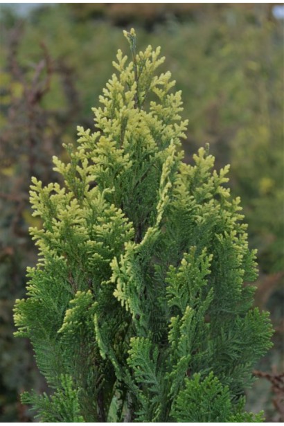 Текстура сріблястої хвої кипарисовика Лавсона